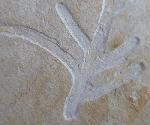 Brachyphyllum nepos SAPORTA 1884 - Bild &copy; FossNet FossilienStore
